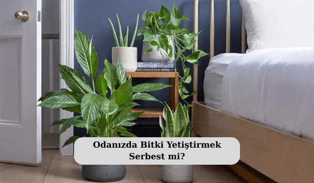 Odanızda Bitki Yetiştirmek Serbest mi?
